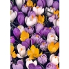 KROKUS CEBULKI KWIATÓW WIOSENNYCH MIX 25 SZT 252