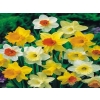 KROKUS CEBULKI KWIATÓW WIOSENNYCH MIX 25 SZT 252