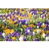 KROKUS CEBULKI KWIATÓW WIOSENNYCH MIX 25 SZT 252