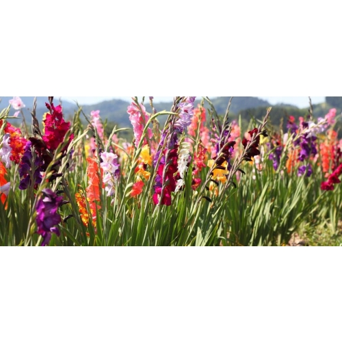 Cebulki kwiatowe Gladiole Mieczyki 20 sztuk mix