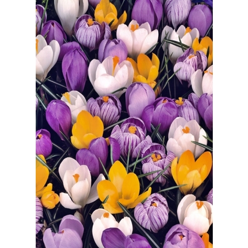KROKUS CEBULKI KWIATÓW WIOSENNYCH MIX 25 SZT 252
