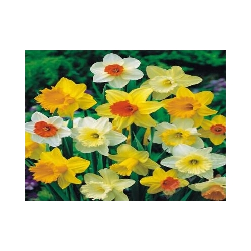 KROKUS CEBULKI KWIATÓW WIOSENNYCH MIX 25 SZT 252