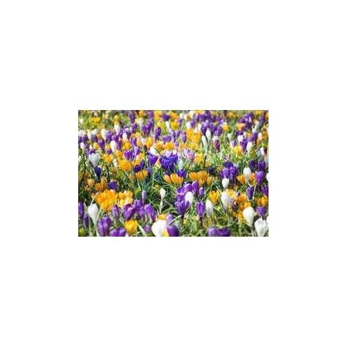 KROKUS CEBULKI KWIATÓW WIOSENNYCH MIX 25 SZT 252
