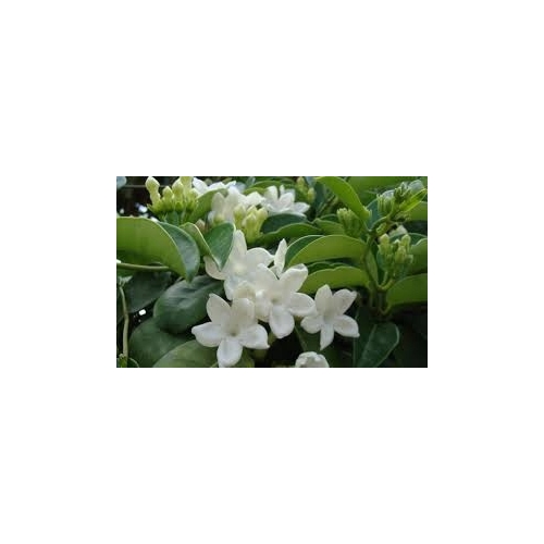 DONICA CERAMICZNA NA STOJAKU METALOWYM 15,5 CM 413