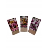 TULIPANY 12 SZTUK MIX KOLORÓW CEBULEK REMBRANDT 67