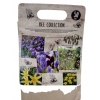 TULIPANY 12 SZTUK MIX KOLORÓW CEBULEK REMBRANDT 67