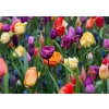 TULIPANY 12 SZTUK MIX KOLORÓW CEBULEK REMBRANDT 67