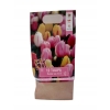 TULIPANY 12 SZTUK MIX KOLORÓW CEBULEK REMBRANDT 67