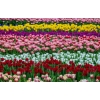 TULIPANY 12 SZTUK MIX KOLORÓW CEBULEK REMBRANDT 67