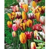 TULIPANY 12 SZTUK MIX KOLORÓW CEBULEK REMBRANDT 67