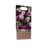 TULIPANY 12 SZTUK MIX KOLORÓW CEBULEK REMBRANDT 67