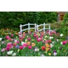 TULIPANY 12 SZTUK MIX KOLORÓW CEBULEK REMBRANDT 67