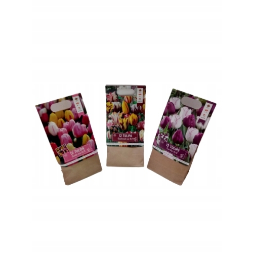TULIPANY 12 SZTUK MIX KOLORÓW CEBULEK REMBRANDT 67