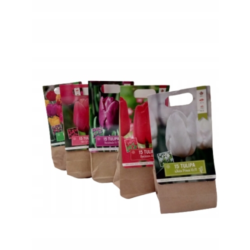 TULIPANY 12 SZTUK MIX KOLORÓW CEBULEK REMBRANDT 67