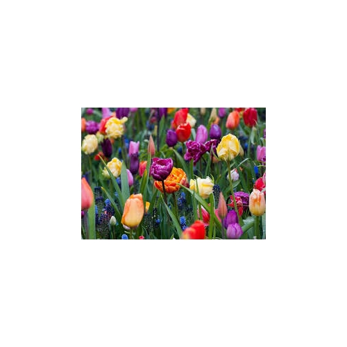 TULIPANY 12 SZTUK MIX KOLORÓW CEBULEK REMBRANDT 67