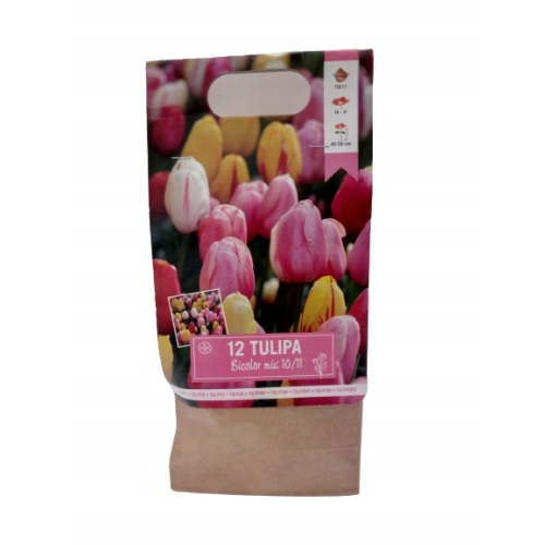 TULIPANY 12 SZTUK MIX KOLORÓW CEBULEK REMBRANDT 67