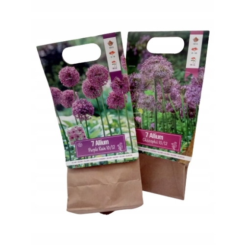TULIPANY 12 SZTUK MIX KOLORÓW CEBULEK REMBRANDT 67