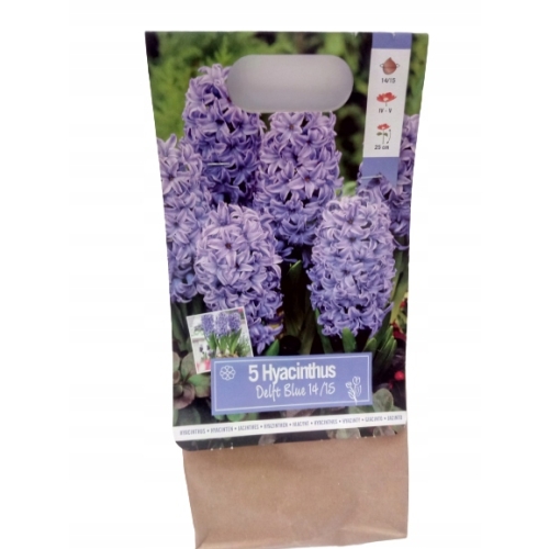 TULIPANY 12 SZTUK MIX KOLORÓW CEBULEK REMBRANDT 67