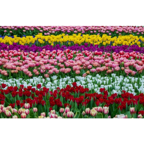 TULIPANY 12 SZTUK MIX KOLORÓW CEBULEK REMBRANDT 67