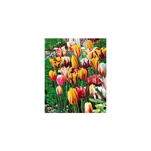 TULIPANY 12 SZTUK MIX KOLORÓW CEBULEK REMBRANDT 67