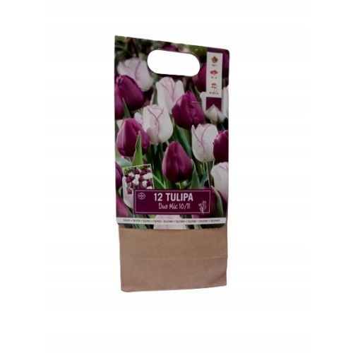 TULIPANY 12 SZTUK MIX KOLORÓW CEBULEK REMBRANDT 67