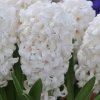 67 CEBULEK KWIATÓW HIACYNT KROKUS TULIPAN NARCYZ