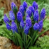 67 CEBULEK KWIATÓW HIACYNT KROKUS TULIPAN NARCYZ