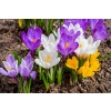 67 CEBULEK KWIATÓW HIACYNT KROKUS TULIPAN NARCYZ