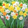 67 CEBULEK KWIATÓW HIACYNT KROKUS TULIPAN NARCYZ
