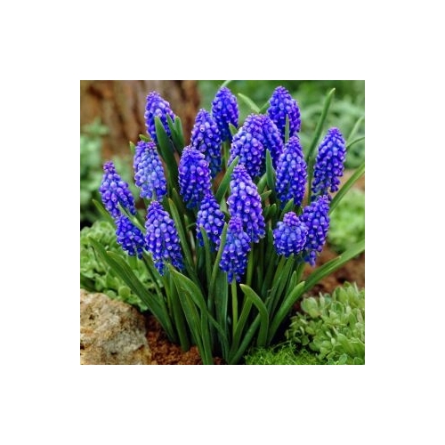 67 CEBULEK KWIATÓW HIACYNT KROKUS TULIPAN NARCYZ