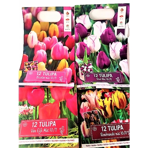 67 CEBULEK KWIATÓW HIACYNT KROKUS TULIPAN NARCYZ