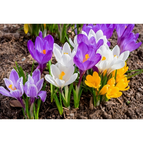67 CEBULEK KWIATÓW HIACYNT KROKUS TULIPAN NARCYZ