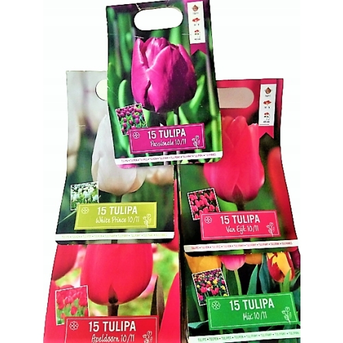 67 CEBULEK KWIATÓW HIACYNT KROKUS TULIPAN NARCYZ