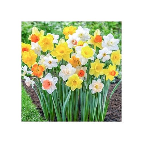 67 CEBULEK KWIATÓW HIACYNT KROKUS TULIPAN NARCYZ