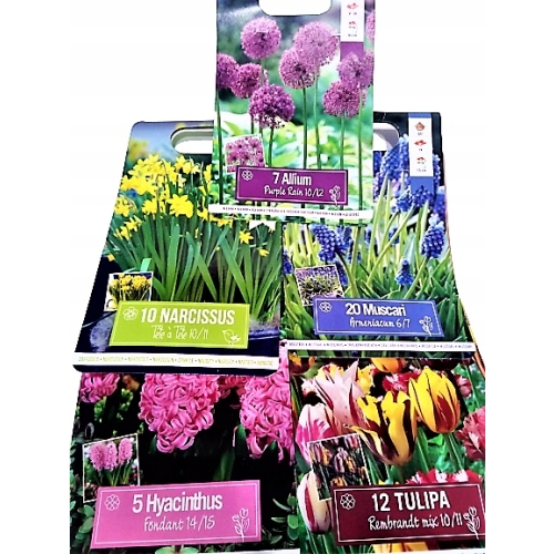 67 CEBULEK KWIATÓW HIACYNT KROKUS TULIPAN NARCYZ