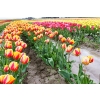 59 CEBUL KWIATOWYCH KROKUS NARCYZ HIACYNT TULIPAN