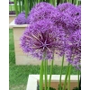 59 CEBUL KWIATOWYCH KROKUS NARCYZ HIACYNT TULIPAN