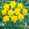 59 CEBUL KWIATOWYCH KROKUS NARCYZ HIACYNT TULIPAN
