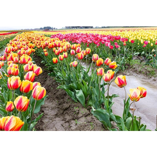 59 CEBUL KWIATOWYCH KROKUS NARCYZ HIACYNT TULIPAN