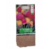 TULIPANY 15 SZT MIX CEBULEK WIELOKOLOROWE SUPER 11