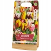 Tulipany Double mix kolorów 10 cebulek kwiatowych