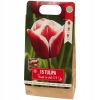 Tulipany Double mix kolorów 10 cebulek kwiatowych