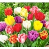 Tulipany Double mix kolorów 10 cebulek kwiatowych