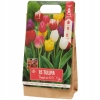 Tulipany Double mix kolorów 10 cebulek kwiatowych