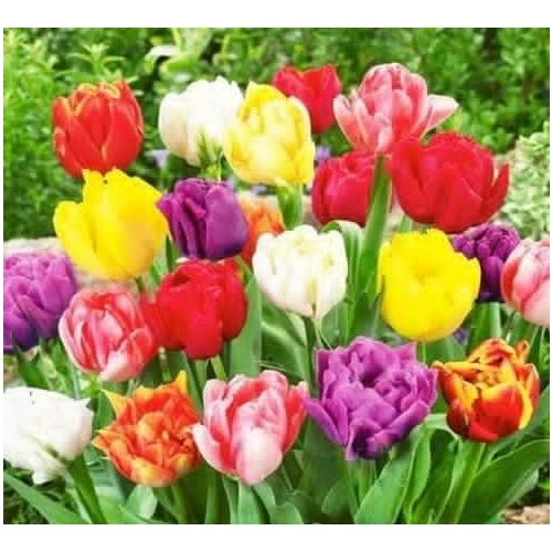 Tulipany Double mix kolorów 10 cebulek kwiatowych