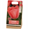 Tulipany Triumph fioletowo-białe 10szt cebulek 122