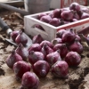 Tulipany Triumph fioletowo-białe 10szt cebulek 122
