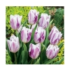 Tulipany Triumph fioletowo-białe 10szt cebulek 122