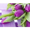 Tulipany Triumph fioletowo-białe 10szt cebulek 122