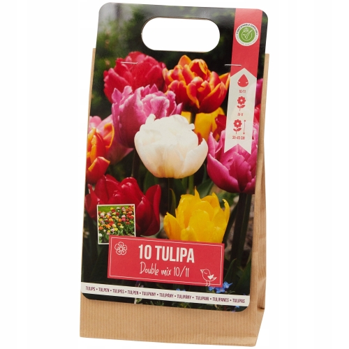 Tulipany Triumph fioletowo-białe 10szt cebulek 122